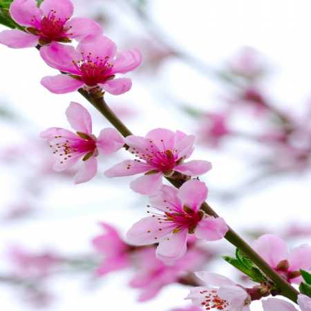 اخ اخ اغلاما اورگیمی داغلاما